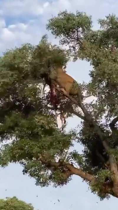 Lion climbs tree and attacks leopard to steal carcass