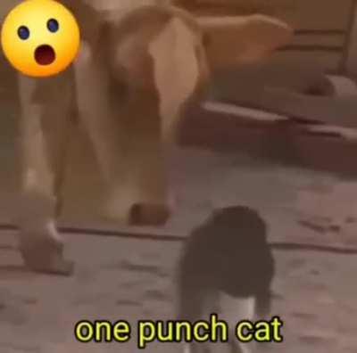 One Punch Cat