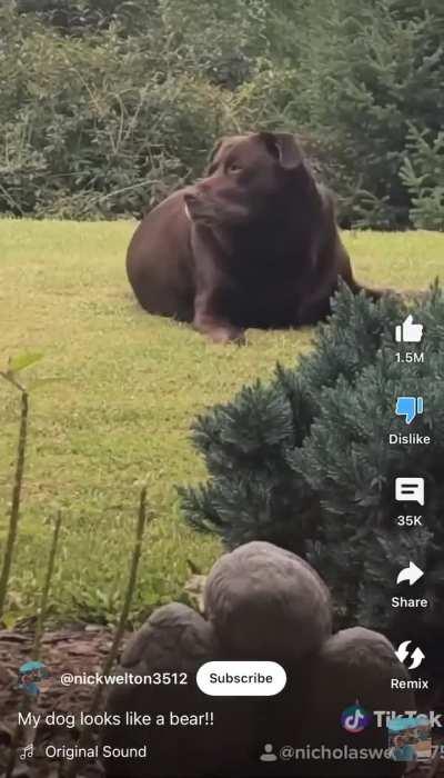 of a chocolate lab (I honestly find this sad. I hope he rescued him and didn't cause the obesity himself) 