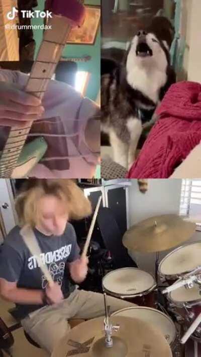 Cute husky and his band