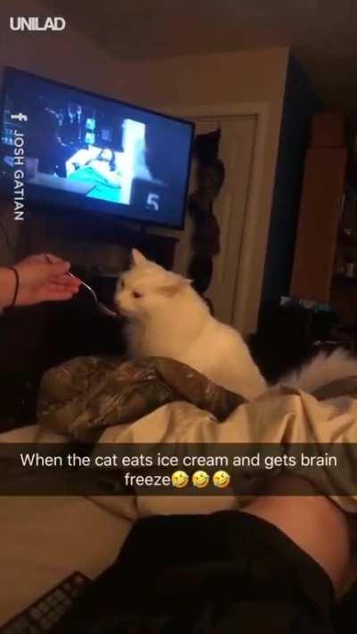 Cat eating ice cream.