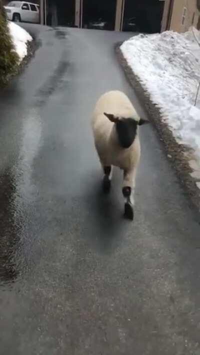 “Welcome home” 🐑 Beep beep, sheep coming through!