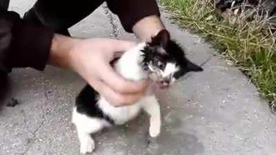 Human helping Kitty stuck in a Bottle