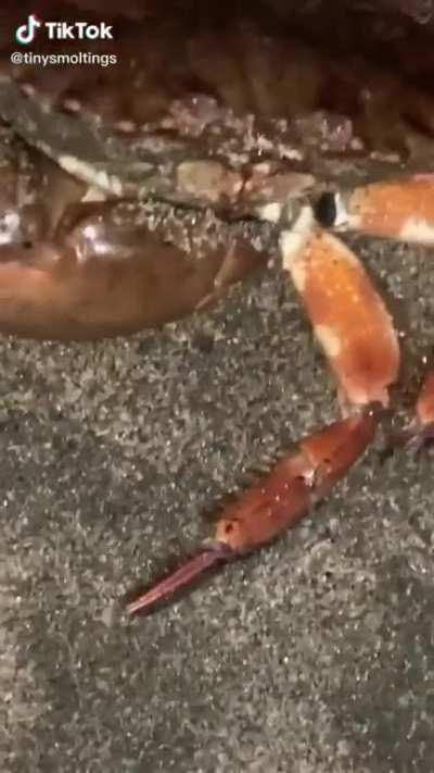 from tiktok🦀