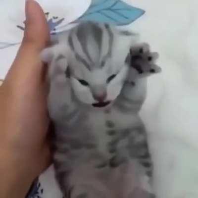 gatito estresado