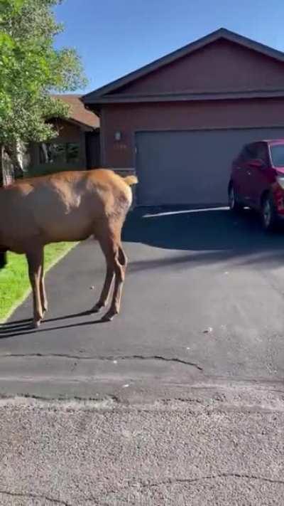 Elk bums took over the neighbourhood