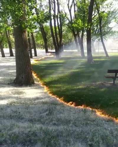 Pollen burning is so mesmerizing