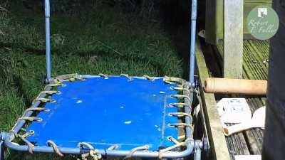 A stoat playing on a trampoline