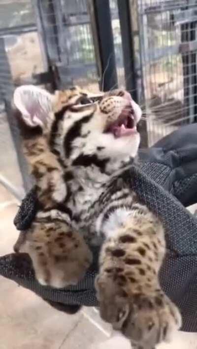 An adorable ocelot kitten born at the Cincinnati Zoo last year