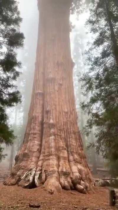 🔥 The General Sherman Tree. By volume, it is the largest living tree on Earth and is estimated to be 2,500 years old. 🔥