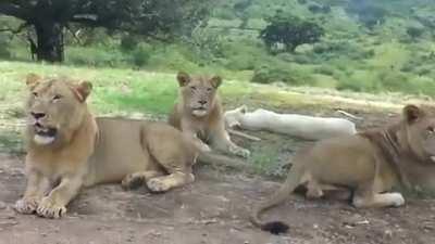 Lion encounters moving fridge stuck with fresh meat