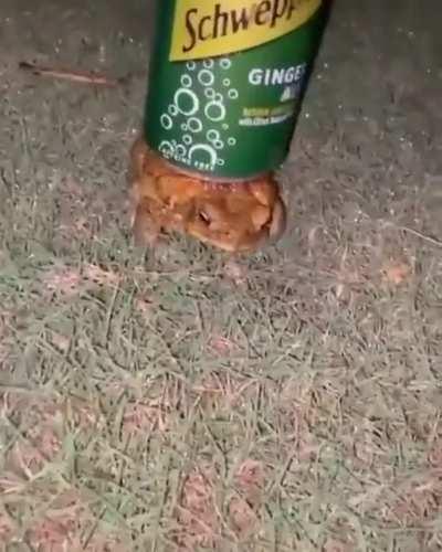 Frog with the gingerale