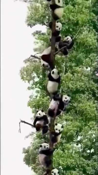 A Literal Ton of Pandas Climb a Tree Together