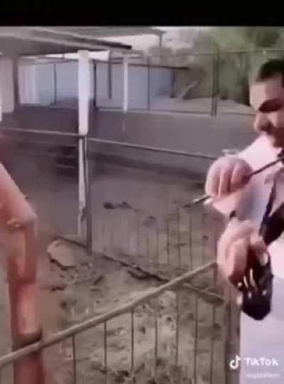 Guy plays violin to animals