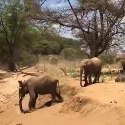 Elephants can't jump, so this is how they navigate rough terrain. [ Credit: Ro Vince]