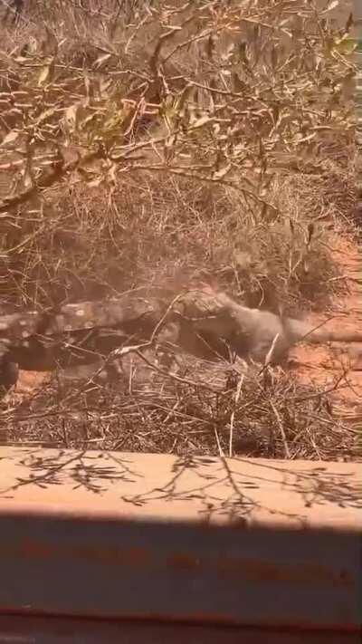 Monitor lizard captures a small wallaby, Western Australia