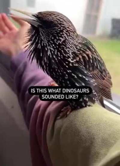 This bird's vocal range is insane 