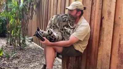 Clouded leopard cuddles