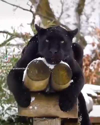 🔥 Relaxed and enjoying the snow, this powerful jaguar is.