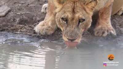 Turtle Chases Lions From His Waterhole