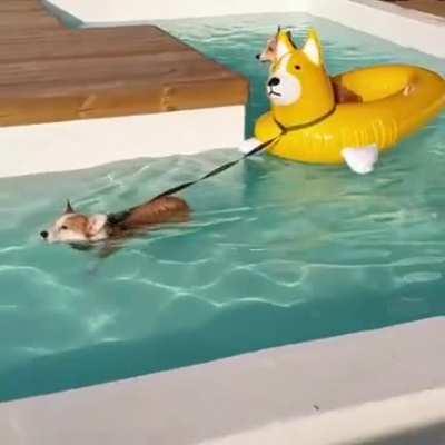 Yo dog, I heard you like corgis so we got a corgi pulling a corgi with a corgi on that corgi.