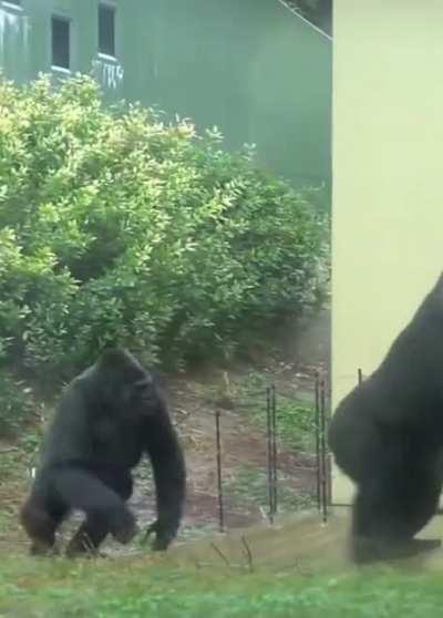 A family of Gorillas rushing inside to escape the rain