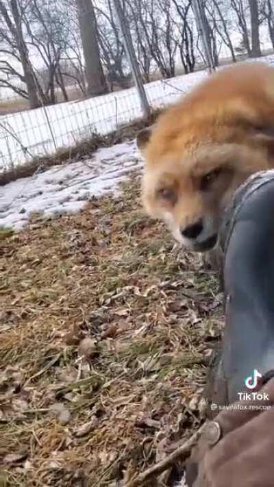 TIL foxes are essentially bitey tickle-me Elmos