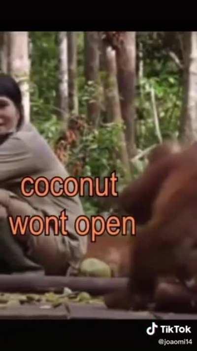 Monkey need help with coconut