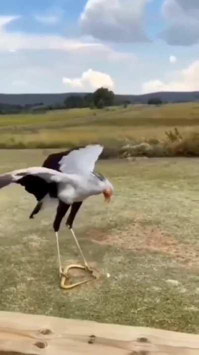 🔥 A Secretary bird practicing its snake stomping 🔥