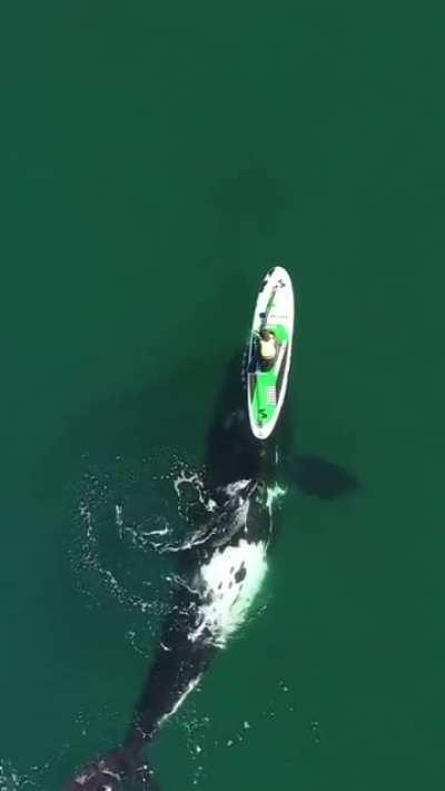 Whale playing with paddle boarder