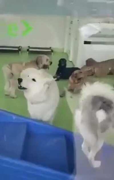 Pupper’s first time in doggy day care brings on some Vietnam flashbacks