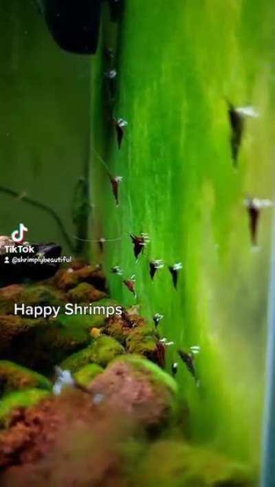 Happy Sulawesi Skrimps