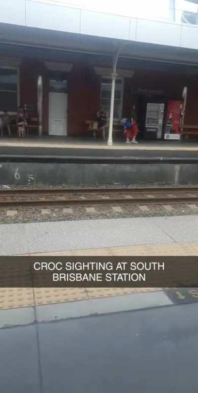 Croc sighting at South Brisbane