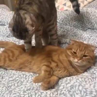 A cat receiving massage from another cat