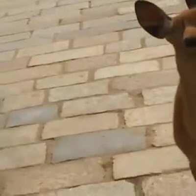 Screaming deer in Nara, Japan