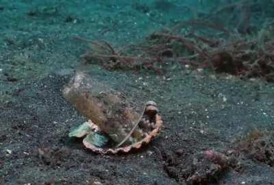 A diver helps an octopus trade his plastic cup for a seashell