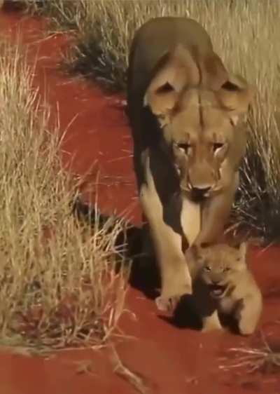 Lioness holds back her little cub with her paw to prevent it from getting too far ahead