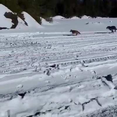 🔥 Wolf chasing a coyote past a group of ice fishermen 🔥