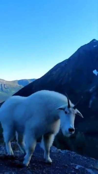 🔥 This strong looking mountain goat.