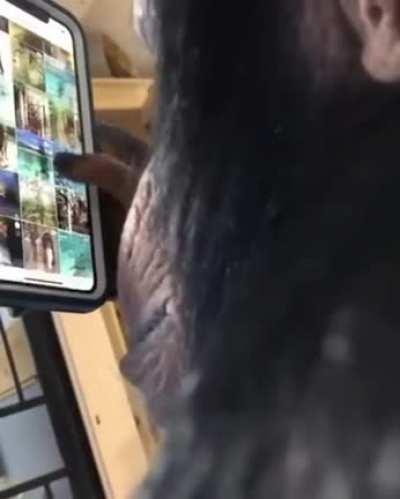 Ape using a smartphone