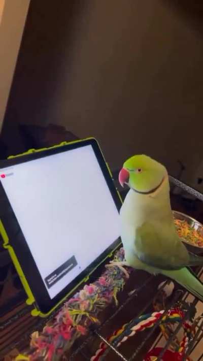 Pooky the parrot from Australia has learned to browse YouTube, find videos with parrots and get hooked on them.