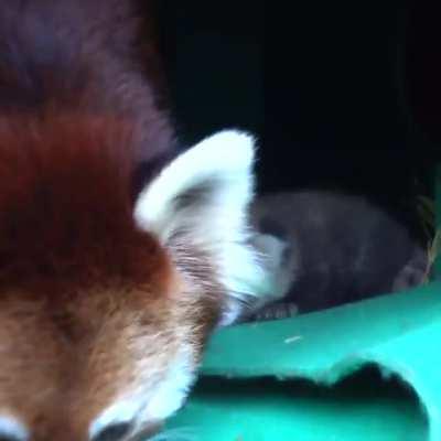 This baby red panda's eyes just opened at the Oregon Zoo!