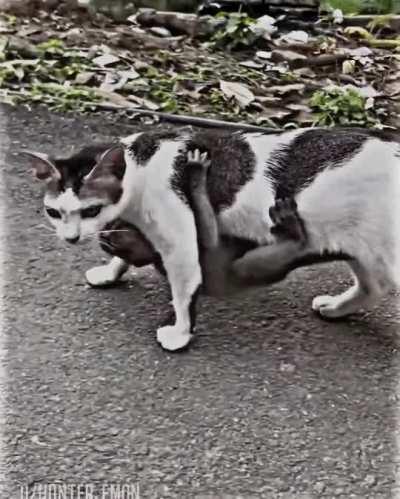 This Cat is carrying this baby monkey