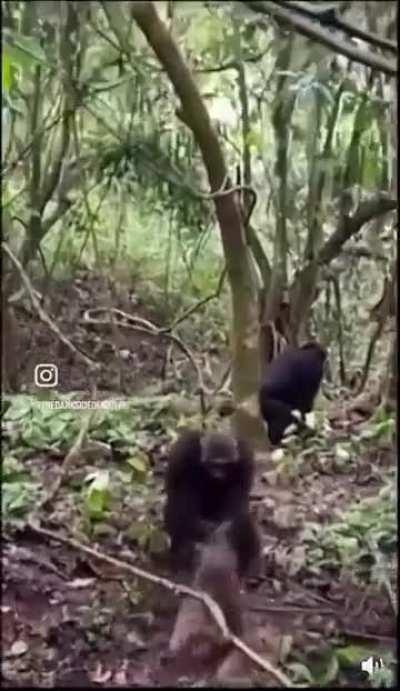 Los chimpancés no son los tipos amables que crees.