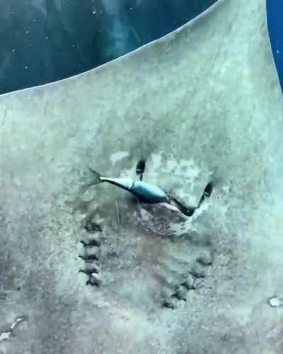 Stingray eats fish