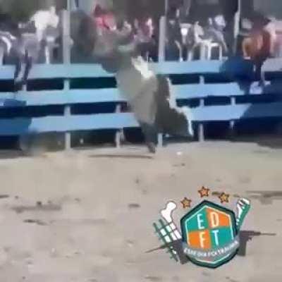 WCGW standing outside the fence and taunting the bull