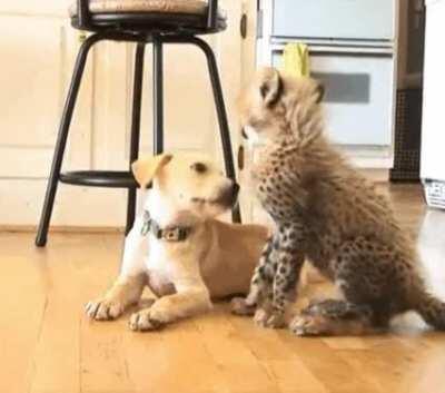 Puppy under attack by a dangerous cheetah, or maybe not!!