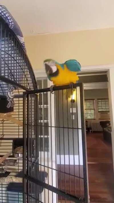 George has a one-bird dance-off!