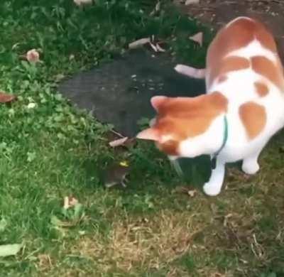 Cat kisses a mouse and leaves it confused and yearning for love.