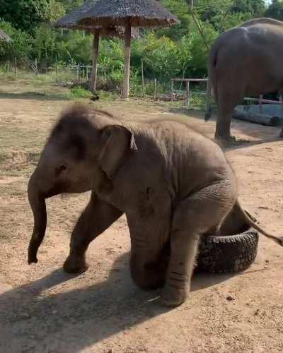 Just a happy baby elephant